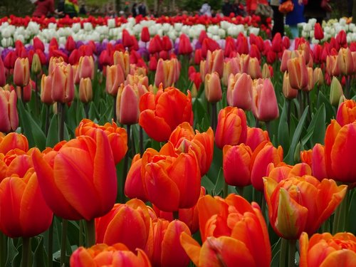 tulip  garden  flower