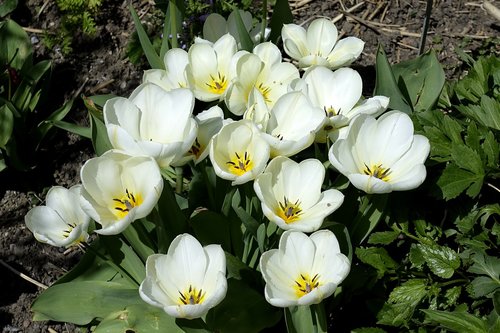 tulip  blossom  bloom