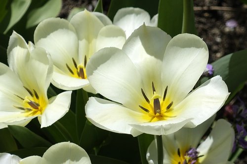 tulip  blossom  bloom