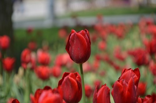 tulip  flower  nature