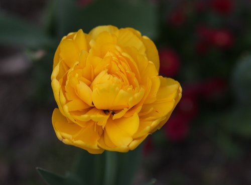 tulip  yellow  flower