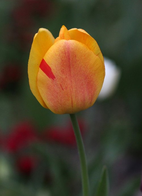 tulip  yellow  petals