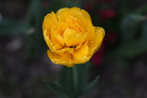 tulip  yellow  petals