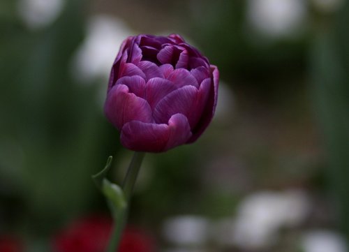 tulip  mov  petals