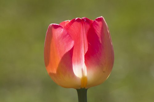 tulip  lilies  spring