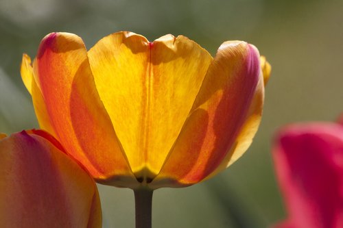 tulip  lilies  spring