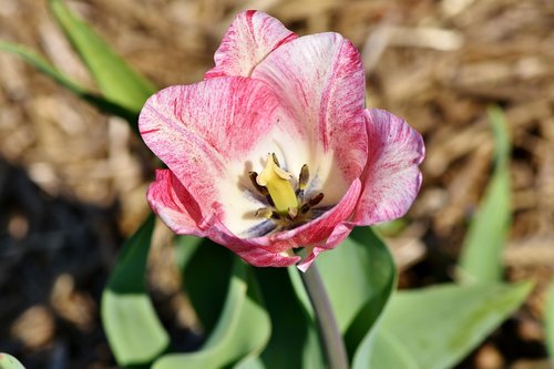 tulip  tulpenbluete  blossomed