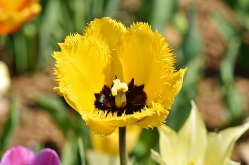 tulip  schnittblume  spring flowers