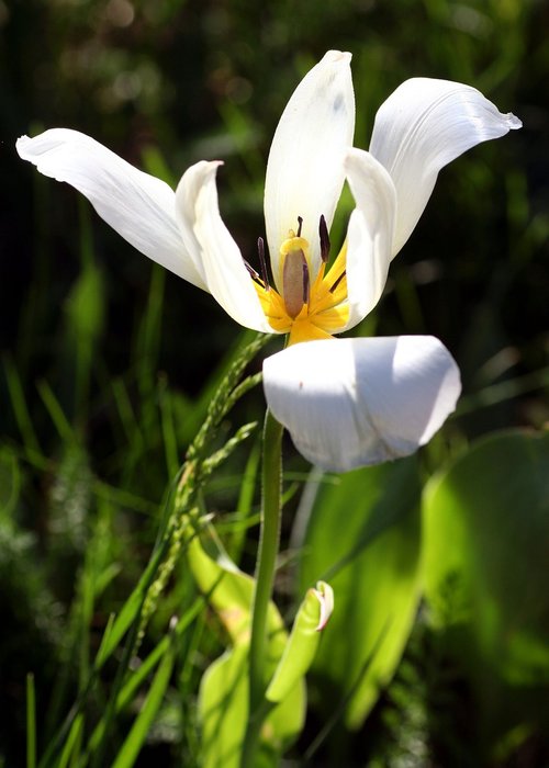 tulip  white  flower
