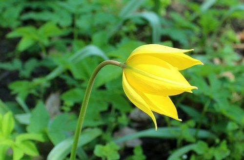 tulip  spring  yellow
