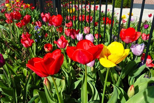 tulip  flower  plant