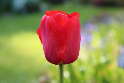 tulip  red tulip  tulip spring