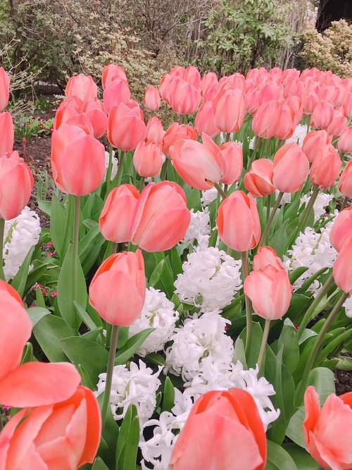 tulip  flower  flora