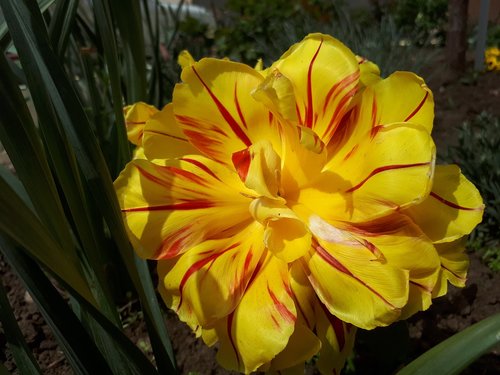 tulip  spring  yellow