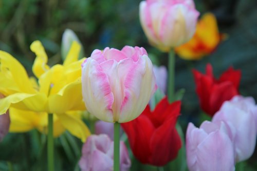 tulip  pink tulip  tulip spring
