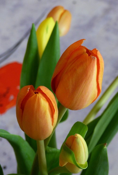 tulip  nature  flower