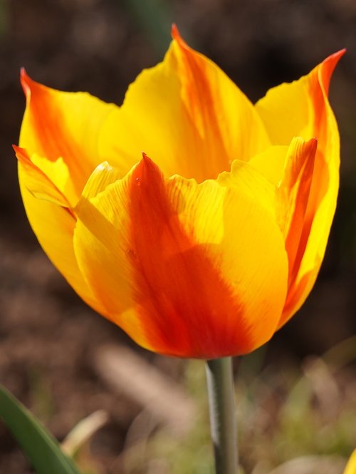 tulip  flower  nature