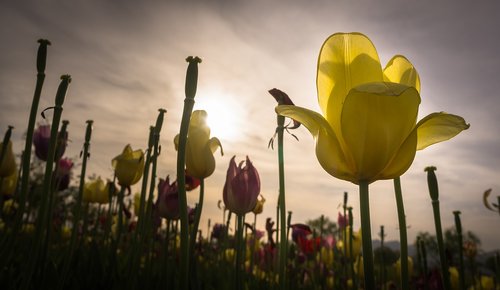 tulip  flowers  nature