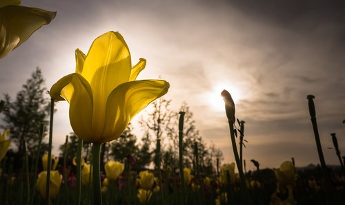 tulip  flowers  nature