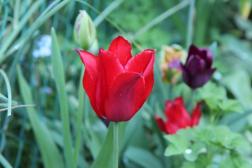 tulip  red tulip  tulip spring