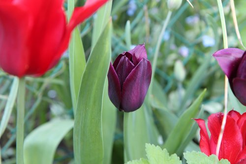 tulip  tulip bordeaux  tulip spring