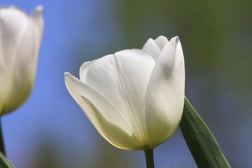 tulip  lilies  spring