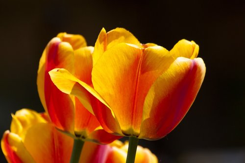 tulip  lilies  spring