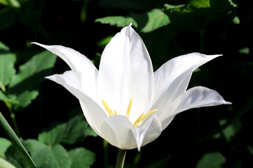 tulip  nature  plant