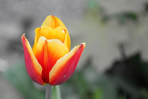 tulip  half closed  blossom