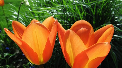 tulip  orange  nature