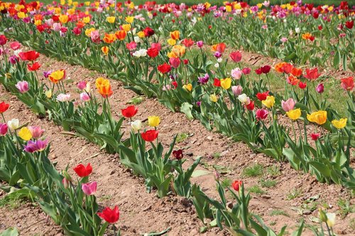 tulip  flowers  flower bed