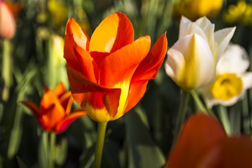 tulip  spring  bloom
