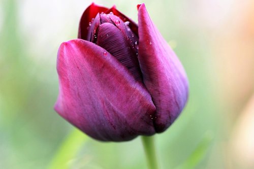 tulip  violet  flower
