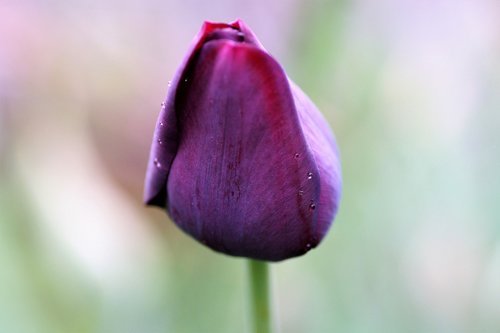 tulip  dark  violet
