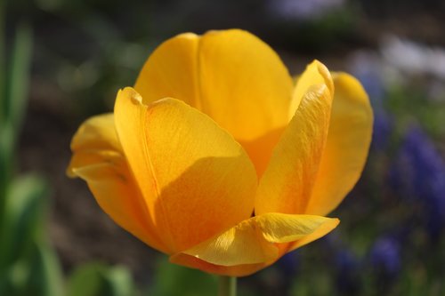 tulip  yellow  close up