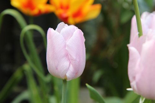 tulip  tulip spring