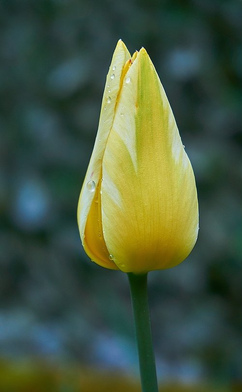 tulip  tulpenbluete  bud