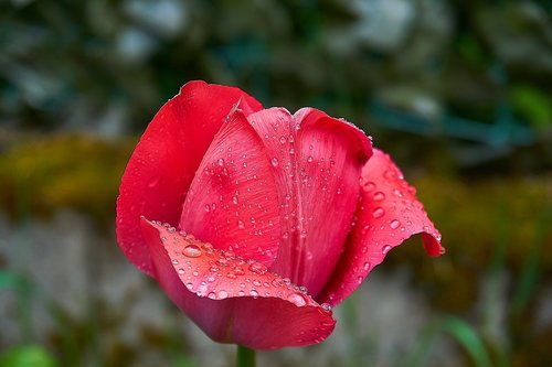 tulip  tulpenbluete  bud