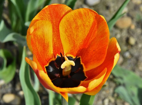 tulip  flower  colorful