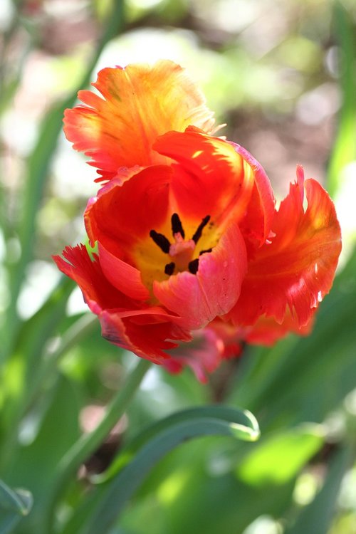 tulip  red  nature