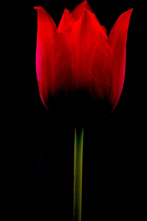 tulip  flower  nobody