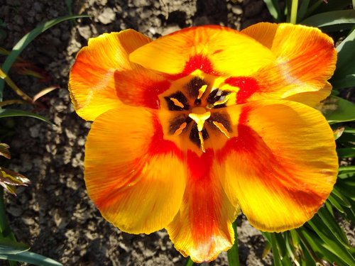 tulip  meadow  yellow