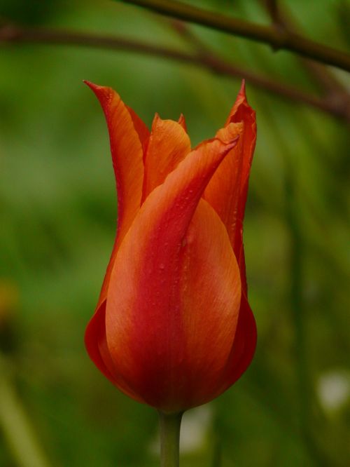 tulip plant garden