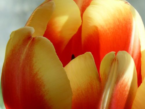 tulip flower nature