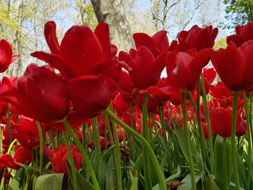 tulip  flower  nature