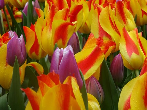 tulip  easter  flower