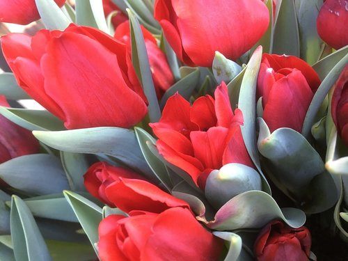 tulip  flower arrangement  nature