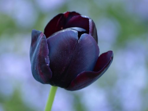 tulip black lily