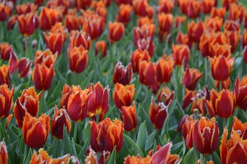 tulip  flower  garden