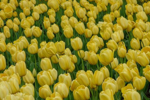 tulip  tulips  flower